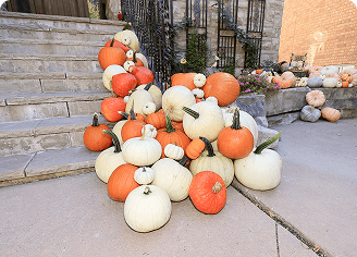 Classic Fall