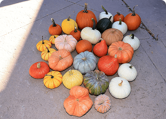DIY Pumpkin Display